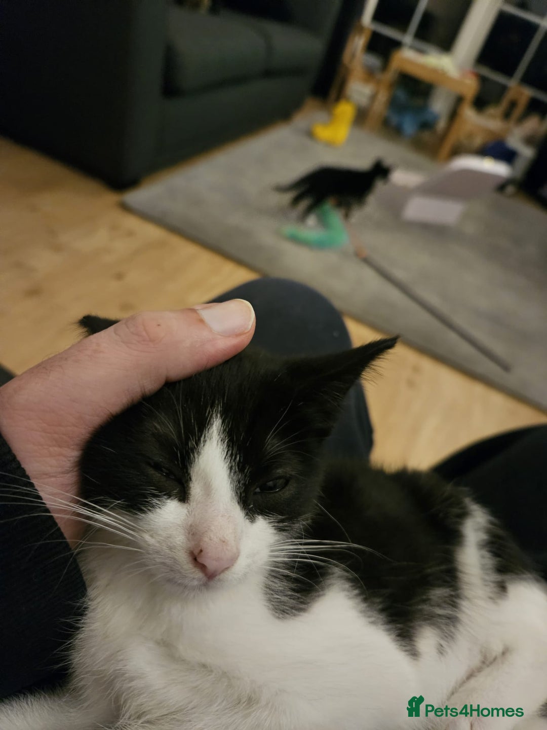 Mixed Breed cats for sale: 12 week old kittens for sale - Advert 2