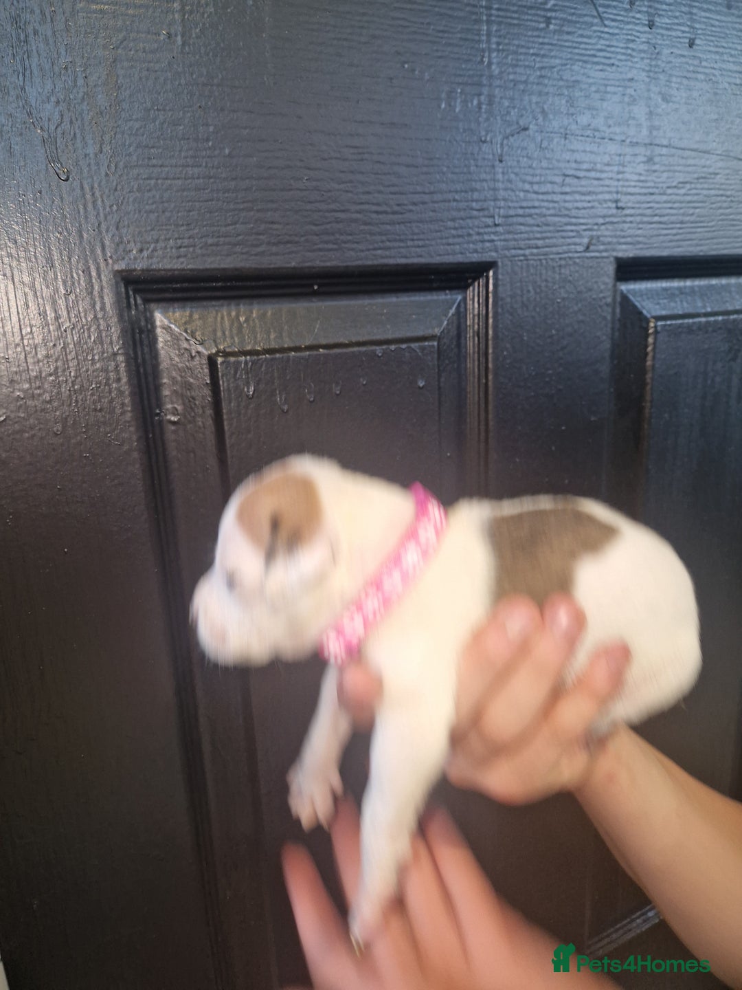 American Bulldog dogs for sale: American  bulldog  pups - Image 27
