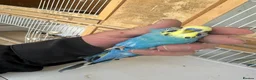 Budgerigars birds for sale: Budgies for sale  in Spalding - Advert 9