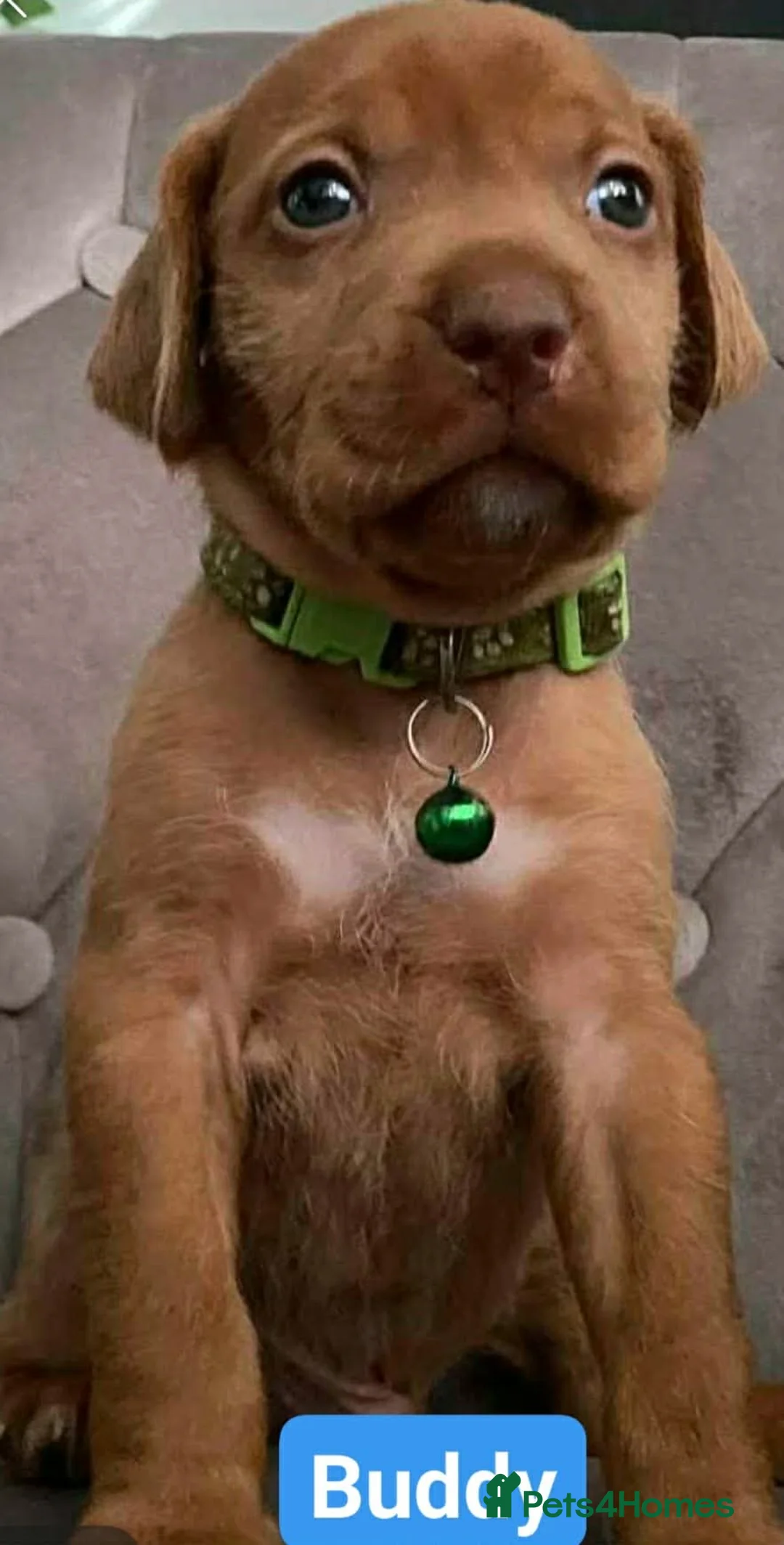 Hungarian Vizsla dogs for sale: Extra Ordinary Beautiful Hungarian Vizsla - Advert 13