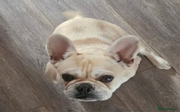 Frug dogs for sale: Female Frug (Kiki) - Image 7