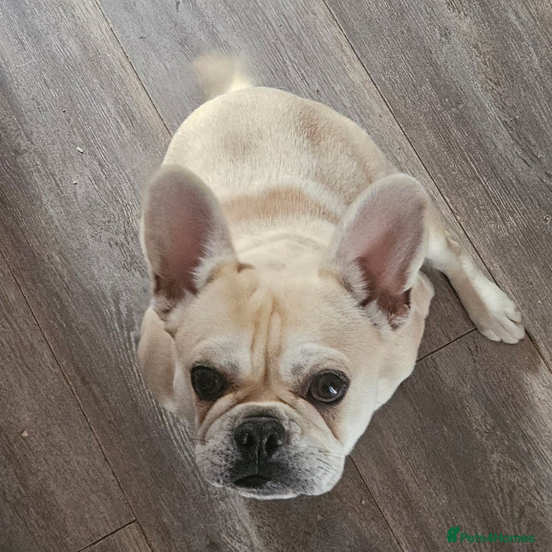 Frug dogs for sale: Female Frug (Kiki) - Image 7