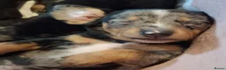 Miniature Dachshund dogs for sale: Stunning Dachshund pups *Ready now* - Advert 6