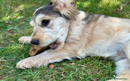 Cocker Spaniel dogs for sale: Stunning Pedigree KC Show Cocker Puppies  - Image 16