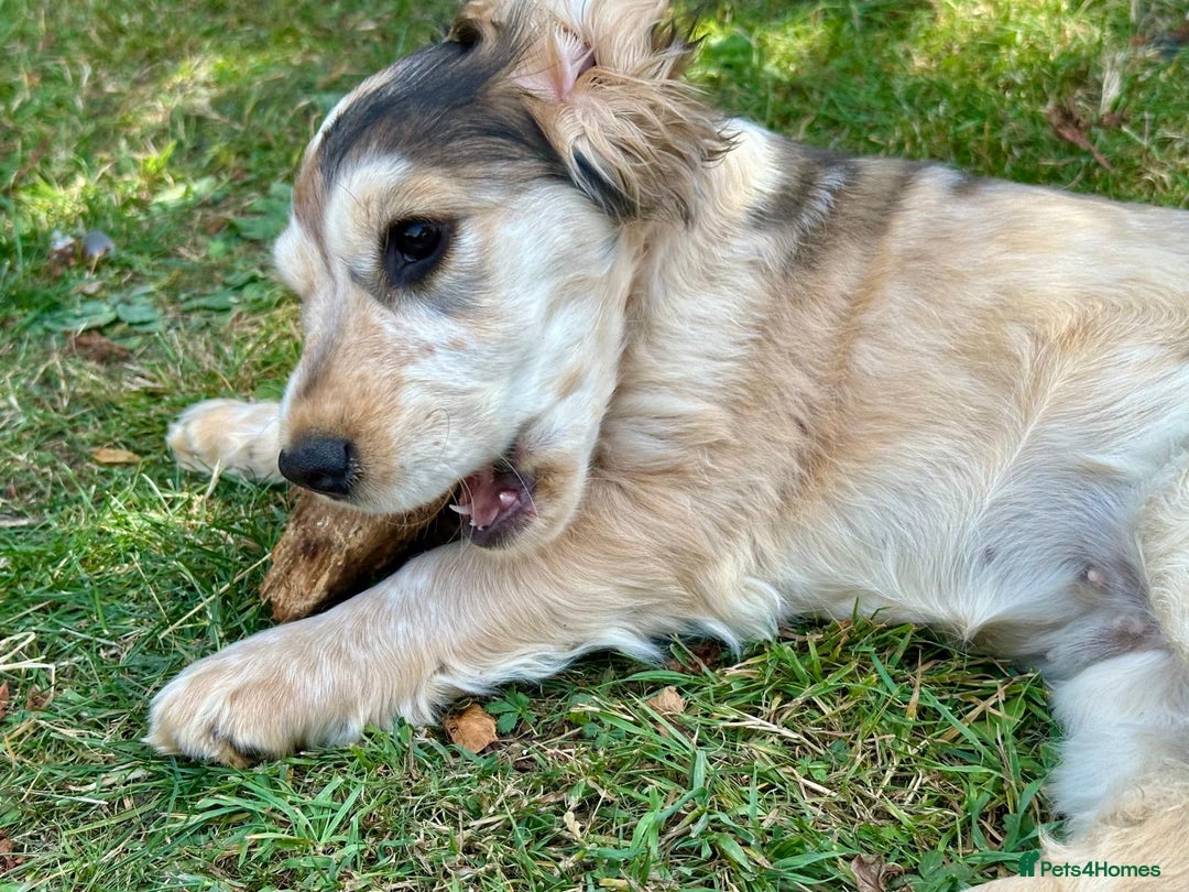 Cocker Spaniel dogs for sale: Stunning Pedigree KC Show Cocker Puppies  - Image 16