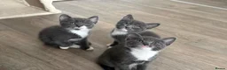 Maine Coon cats for sale: British blue /main coon - Advert 9