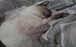 Ragdoll cats for sale: 8 months old Ragdoll - Image 3
