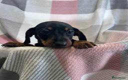 Dachshund dogs for sale: Dachshund puppies - Image 15