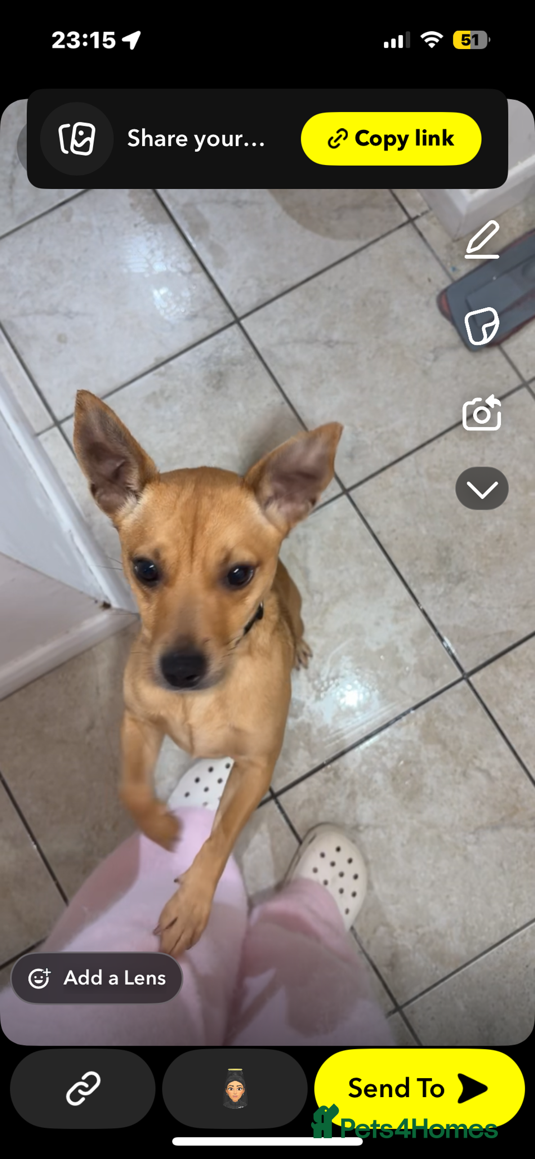 Jack Russell dogs for sale: 1 year old jack Russell  - Advert 1
