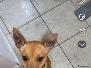 Jack Russell dogs 1 year old jack Russell - Advert 1