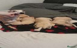 Whippet dogs for sale: Whippet pups - Image 1