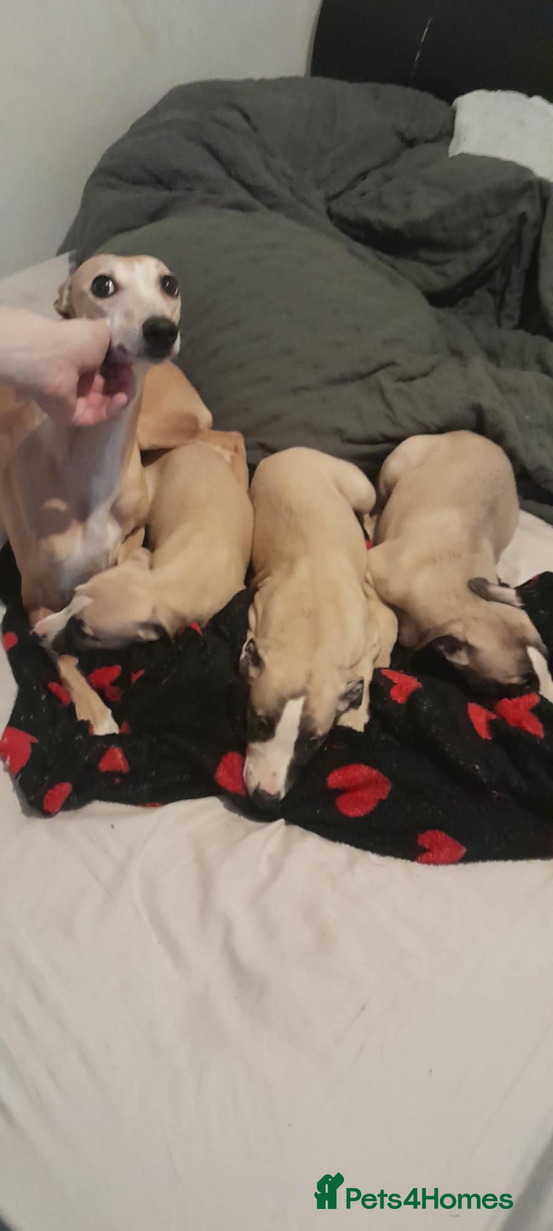 Whippet dogs for sale: Whippet pups - Image 1