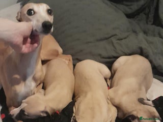 Whippet dogs - Advert 1