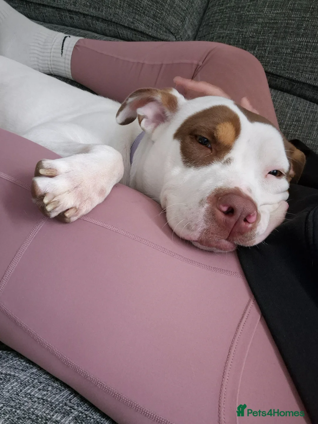 American Bulldog dogs for sale: Sad sale - Advert 2