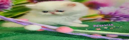 Persian cats for sale: 🎀🎀 GCCF Persian Kitten 🎀🎀 - Advert 11