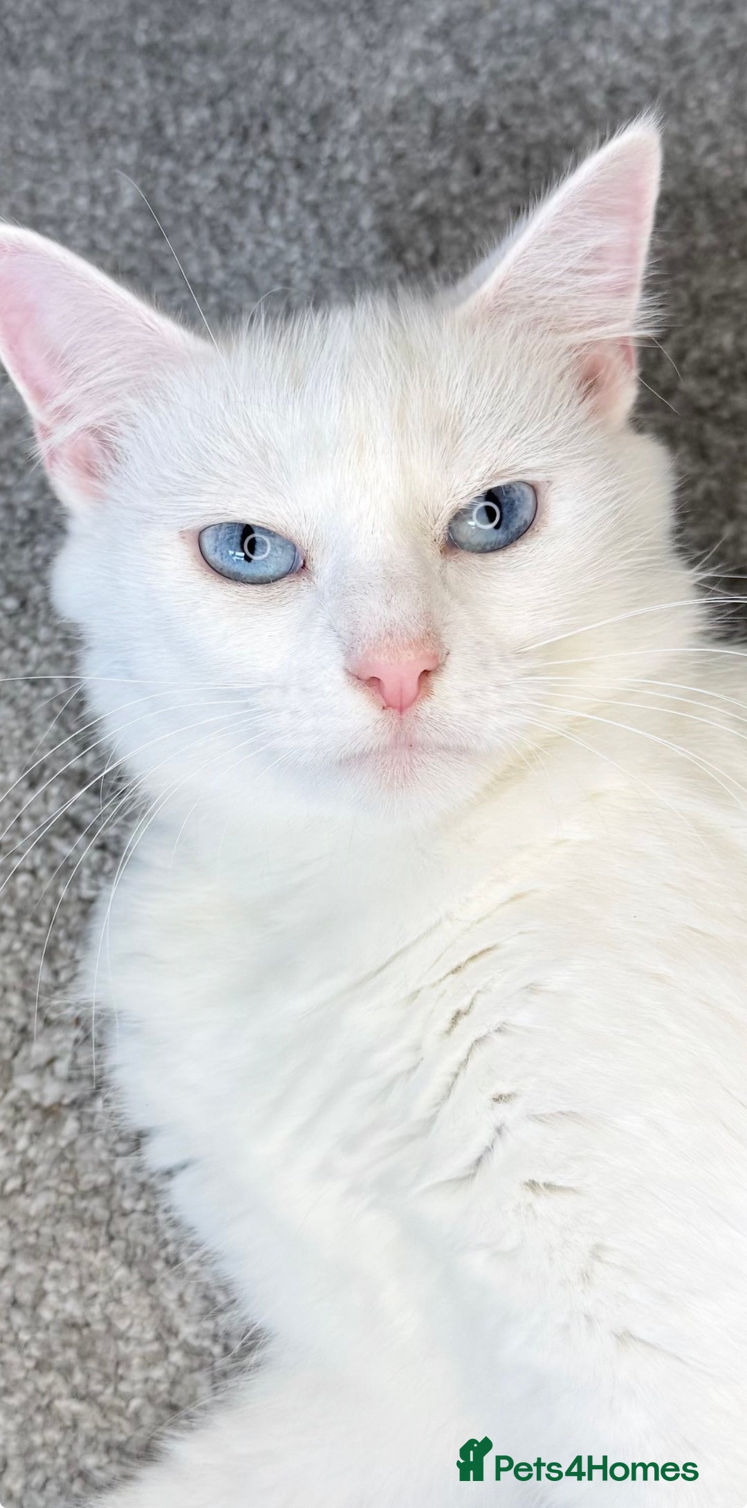 Mixed Breed cats for sale: 2 Kittens left ‼️ReadyToGo reduce price - Advert 3