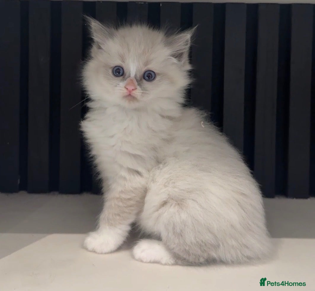 Ragdoll cats Full breed mink ragdoll kittens - Advert 1