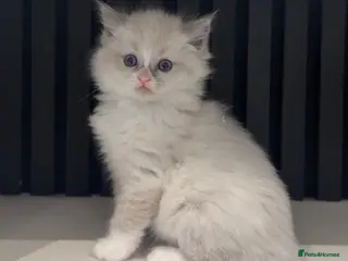 Ragdoll cats Full breed mink ragdoll kittens - Advert 1