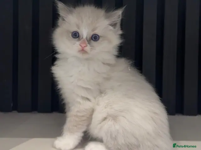 Ragdoll cats Full breed mink ragdoll kittens - Advert 16