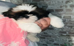 Shih Tzu dogs for sale: Shihtzu  - Image 9
