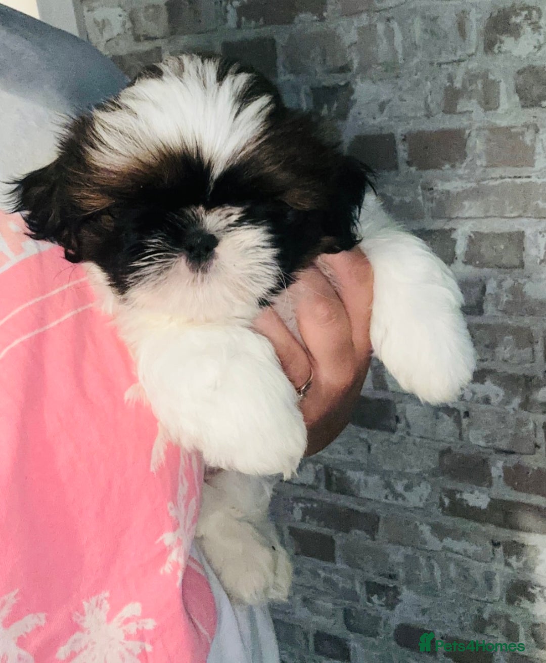 Shih Tzu dogs for sale: Shihtzu  - Image 9