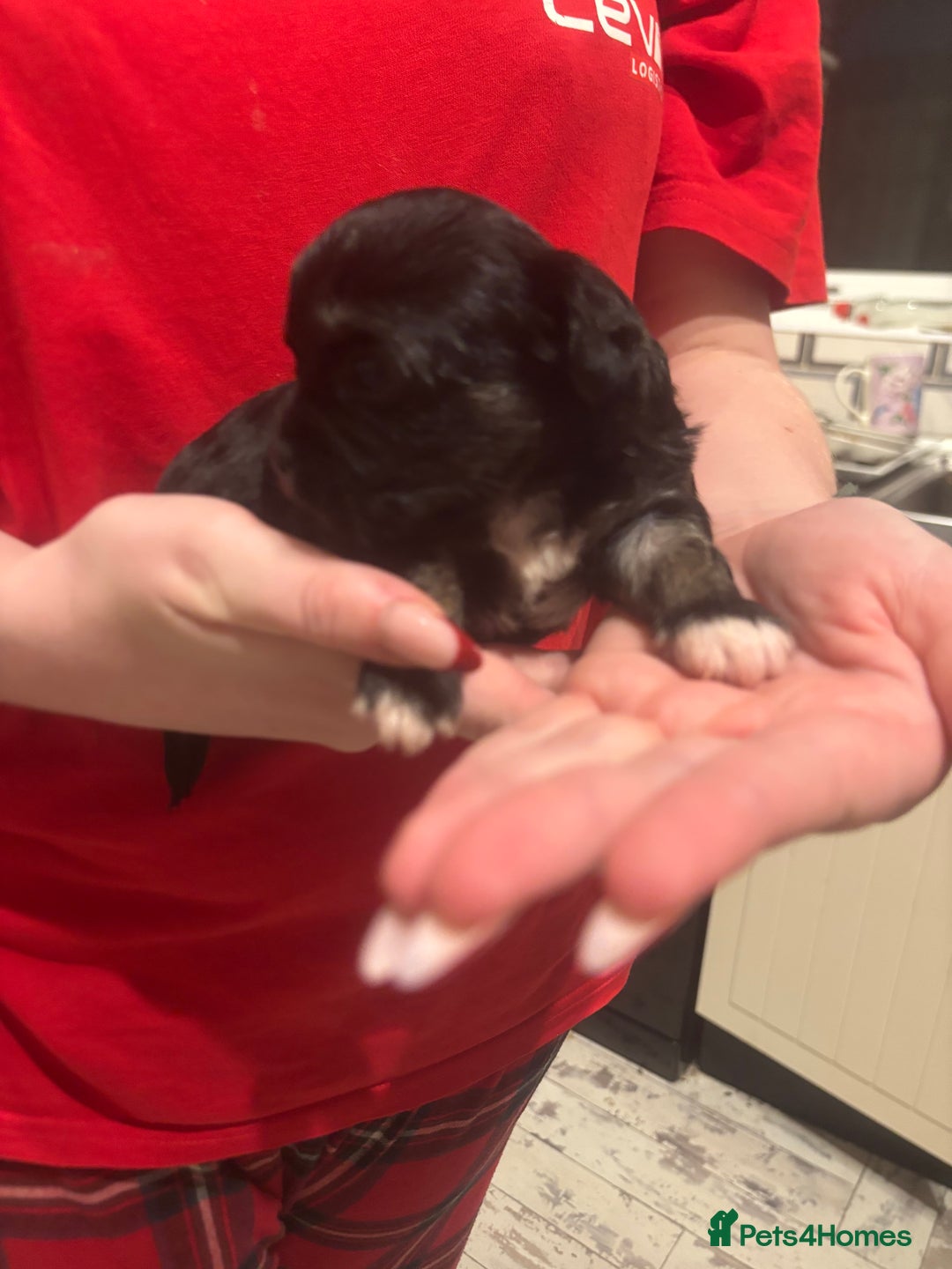 Chihuahua dogs for sale: Chihuahua pups - Advert 21