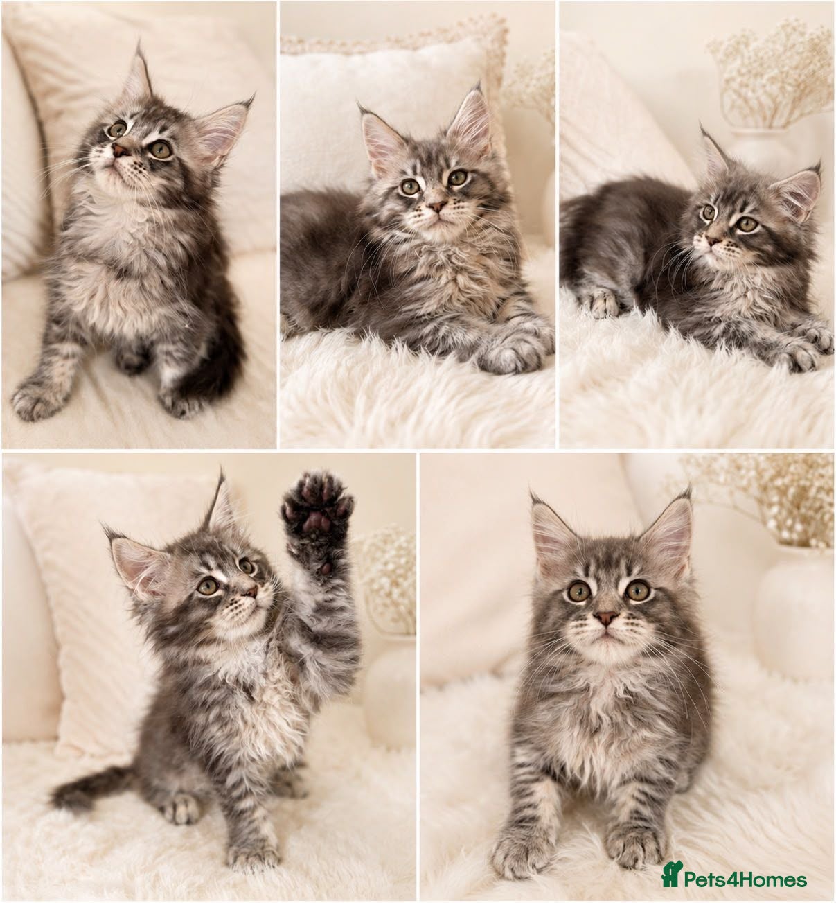 Maine Coon cats ✨ Exceptional TICA Registered Maine Coon Kittens ✨ - Advert 1