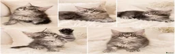 Maine Coon cats for sale: ✨ Exceptional TICA Registered Maine Coon Kittens ✨ in Whitchurch - Advert 1