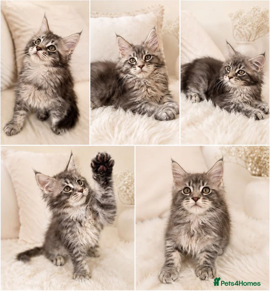 Maine Coon cats for sale: ✨ Exceptional TICA Registered Maine Coon Kittens ✨ in Whitchurch - Advert 1