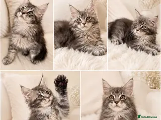 Maine Coon cats ✨ Exceptional TICA Registered Maine Coon Kittens ✨ - Advert 12