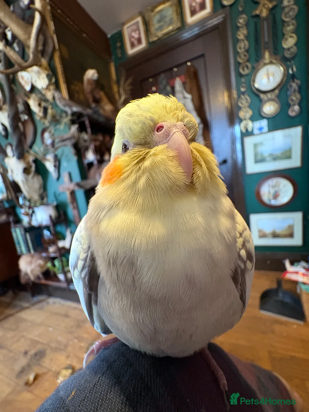 Cockatiels birds for sale: 2 TAME cockatiels. Breeding pair - Advert 2