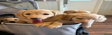 Miniature Dachshund 4