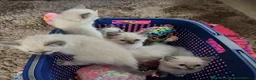 Ragdoll cats for sale: 💙Blue Point Ragdoll Kittens Waiting List Now Open - Advert 9