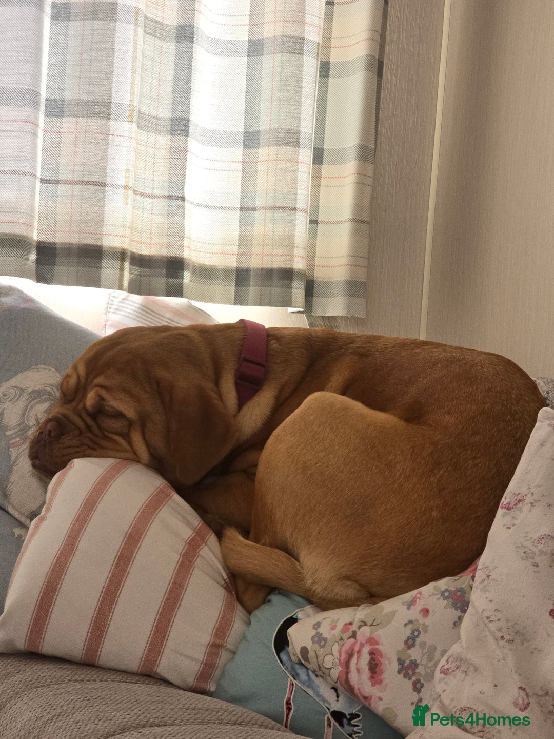 Mastiff dogs for sale: Beautiful girl looking for a new home - Advert 3