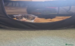 Mixed Breed cats for sale: Mixed breed kittens  - Image 4