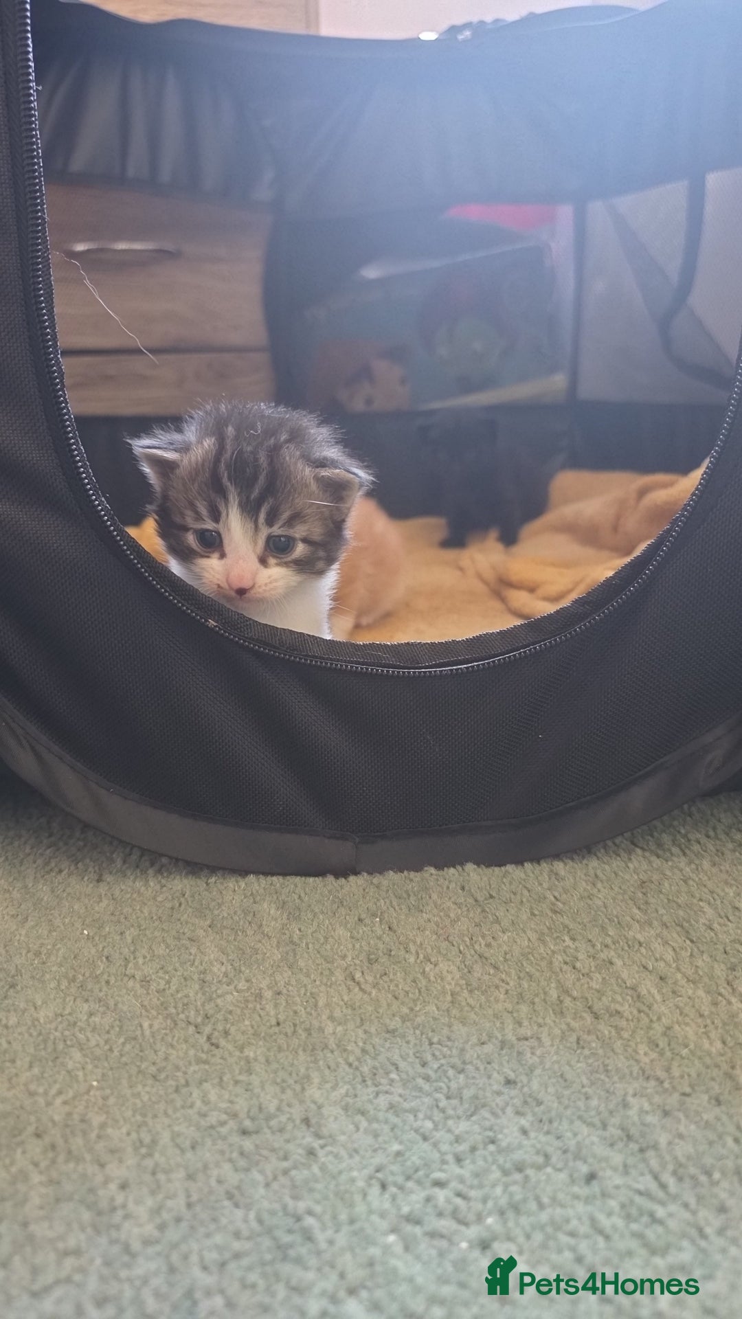 Mixed Breed cats for sale: Mixed breed kittens  - Image 4