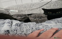 British Longhair cats for sale: 2 beautiful grey kittens - Image 1
