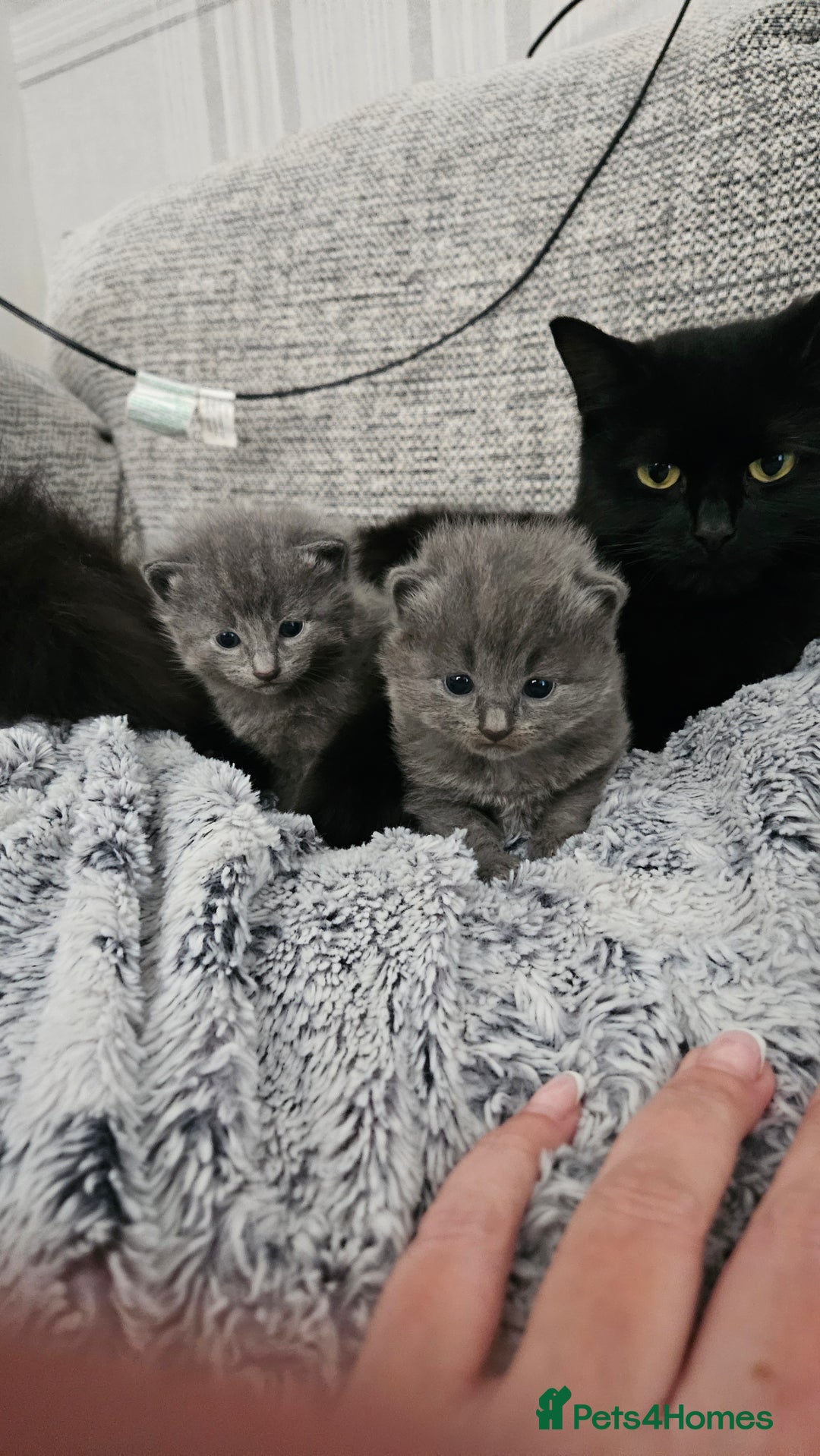 British Longhair cats for sale: 2 beautiful grey kittens - Image 1