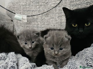 British Longhair cats - Advert 24