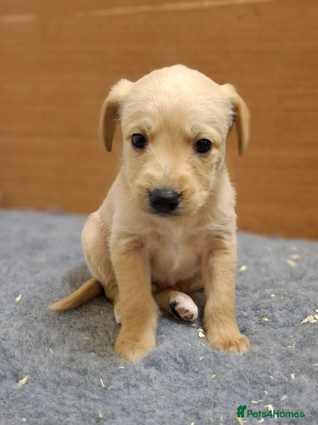 Mixed Breed dogs for sale: Miniature labradoodle X Whippet Puppies - Advert 7