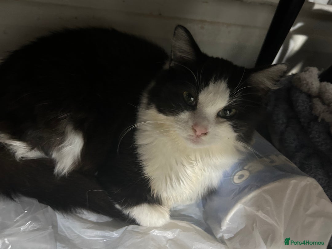 Mixed Breed cats for sale: Two females for sale  - Advert 5