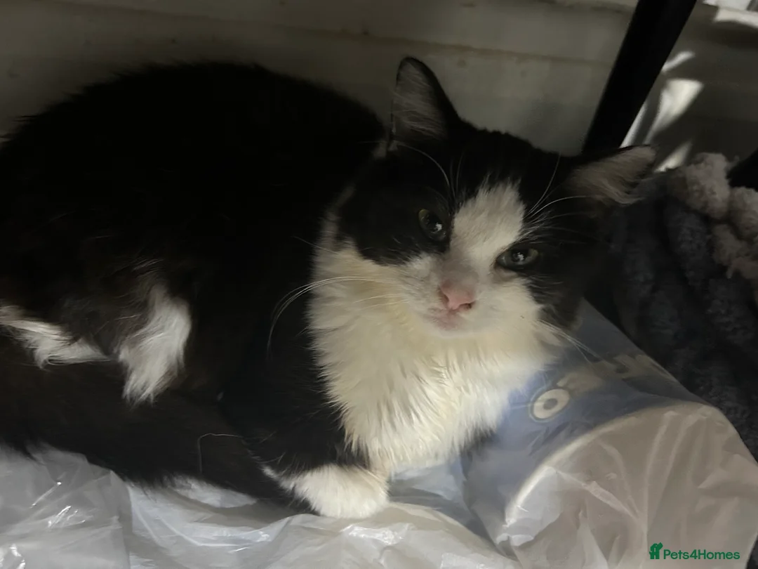 Mixed Breed cats for sale: Two females for sale  - Advert 5