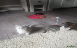 Persian cats for sale: Beautiful  silver shaded chinchilla Persian x bsh - Image 15