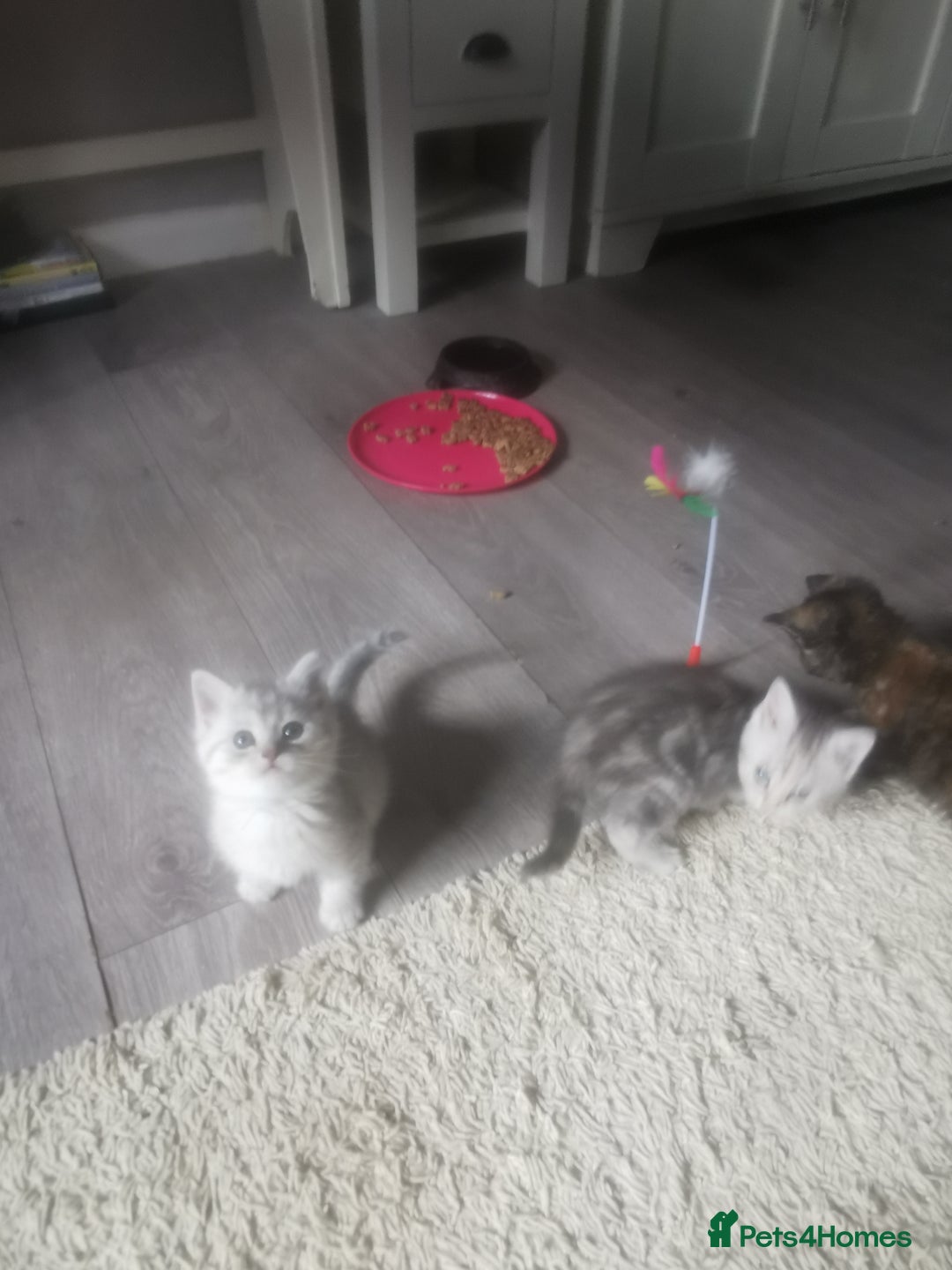 Persian cats for sale: Beautiful  silver shaded chinchilla Persian x bsh - Image 15