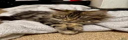Maine Coon cats for sale: GCCF Silver Classic Maine Coon Kittens - Advert 7