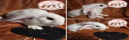 Giant Papillon rabbits for sale: Adorable checkered giant cross kits  in Downham Market - Advert 5