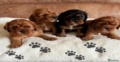 Cavalier King Charles Spaniel dogs - Advert 16
