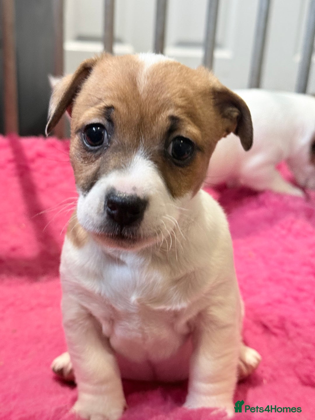 Jack Russell dogs for sale: 1 lovely jack russel girl💕READY TO LEAVE - Image 4