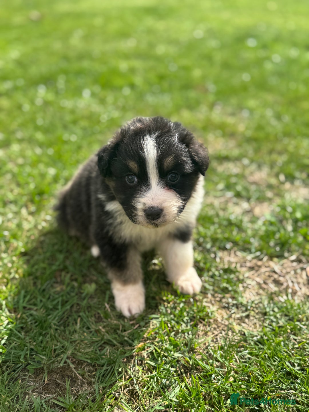 Australian Shepherd dogs for sale: 5 KC registered Australian Shepard puppies - Image 11