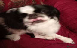 Mixed Breed dogs for sale: Cavalier King Charles  - Image 3